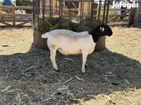 Widder, Dorper sheep — Foto 3