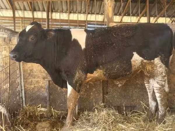 雄牛, Simmental cattle — ハンガリー