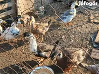 Ducks — foto 7