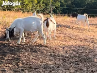 बकरी, Boer goat — फ़ोटो 7