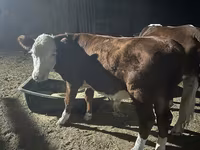 Byk, Simmental cattle — zdjęcie 5