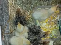 Turkeys — fotografija 3