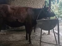 Krowa, Kalmucka rasa — zdjęcie 7