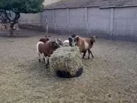 雄羊, Cameroon sheep — 写真 4