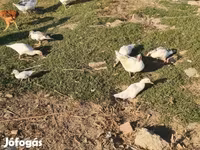 Ducks — photo 6