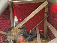 Chickens — fotografija 1