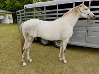 Pastuv, Missouri foxtrotter — fotografija 1