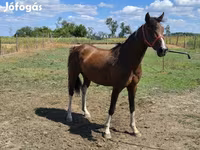 Caballo, Westphalian — foto 4