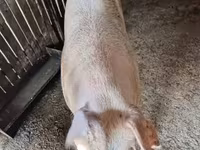 मादा सूअर, Крупная белая — फ़ोटो 3