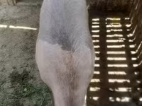 Suínos (lote, sexo não especificado), Porcos — foto 3