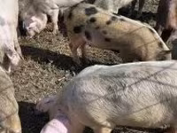 Eber, Schweine — Foto 4