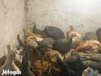 Guinea fowl — الصورة 1