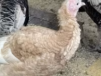 Turkeys — 写真 3