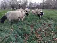 Qo‘ylar (partiya, jinsi ko‘rsatilmagan), Dorper sheep — 2-rasm