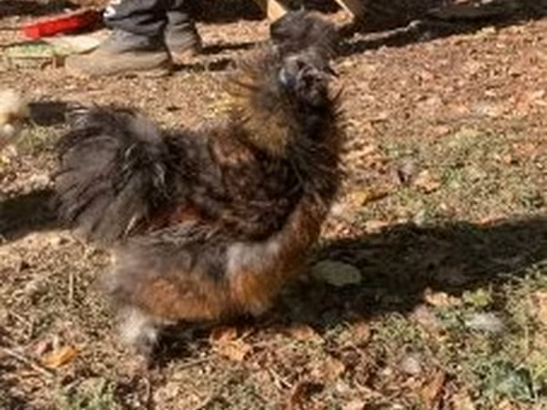 Seidenhuhn