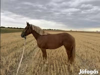 Kobila, Коњи — fotografija 2