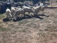 公羊, Ile-de-France sheep — 照片 2