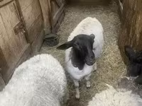 نعجة, Dorper sheep — الصورة 2