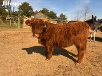 Vaca, Highland — foto 6