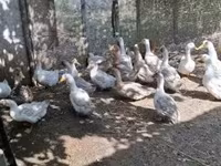Ducks — Foto 4