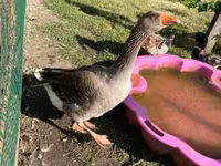Geese — الصورة 3