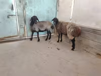 母羊, Sheep — 照片 5