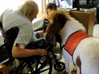 Kobila, Miniature horse — fotografija 4