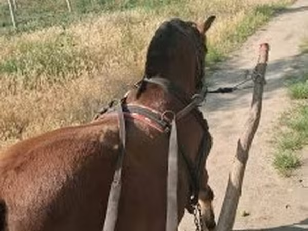 Pastuv, Коњи