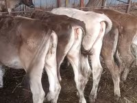 Krava, Simmental cattle — fotografija 4