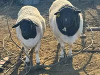 Ram, Dorper sheep — photo 2