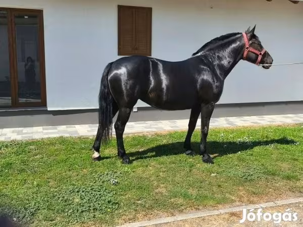 母马, Horses
