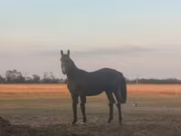 At, Nonius horse — foto 1