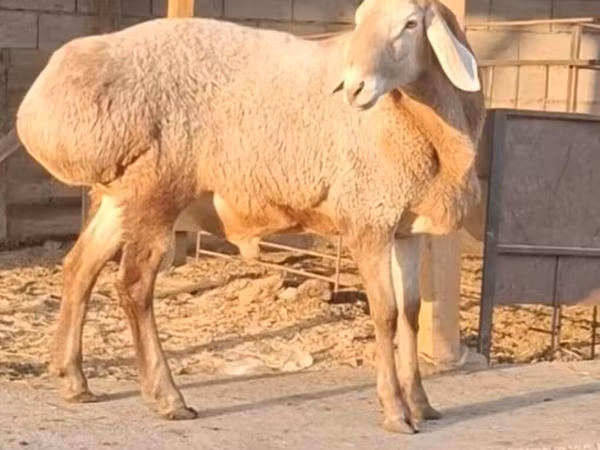 Ovan, Hissar sheep