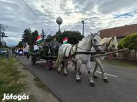 Kobila, Percheron — fotografija 3