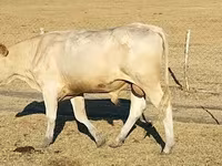 Bik, Charolais cattle — fotografija 1