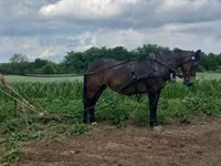 Égua, Cavalos — foto 3