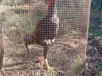 Chickens — fotografija 4