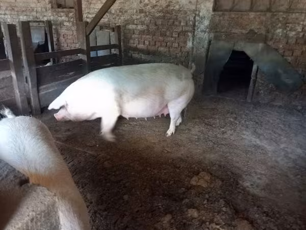 Cerdos (lote, sexo no especificado), 