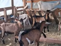 公山羊, Goats — 照片 5