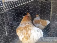 婆罗门鸡 — 照片 6