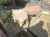 Ram, Merino sheep — photo 1