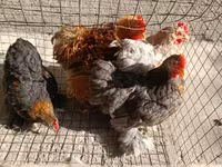 Pekinška bantam — fotografija 1