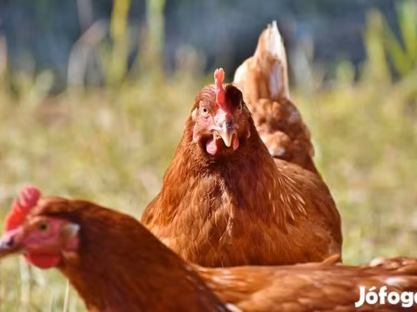 Chickens