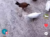 Chickens — fotografija 2