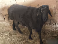 Qoʻchqor, Hissar sheep — 3-rasm