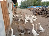 Geese — foto 5