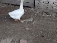 Geese — Foto 1