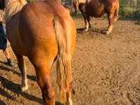 Égua, Hungarian horse breed — foto 1