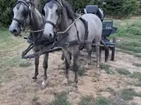 母马, Horses — 照片 1