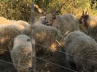 Oveja, Racka sheep — foto 1